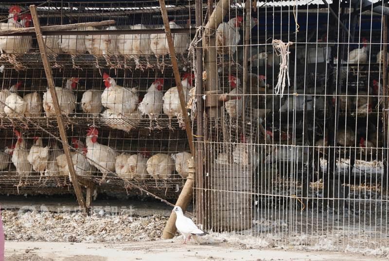 Bird flu confirmed in Taipei wholesale poultry market. #Birdflu #Vegan #GoVegan… – DB Foods LTD Partner
